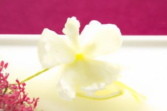 Silky Panna Cotta Meets Floral Elderflower Gelee Delight